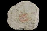 Red Selenopeltis Trilobite - Fezouata Formation #137695-1